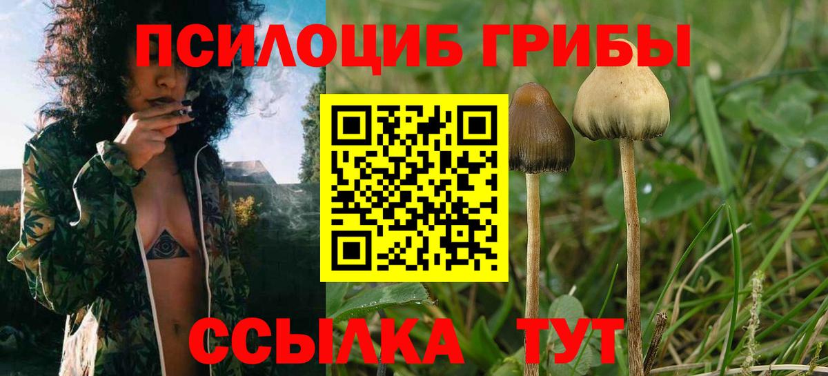 Сорочинск  Галлюциногенные грибы Cubensis  Псилоцибиновые грибы MAGIC MUSHROOMS  Вход с VPN 